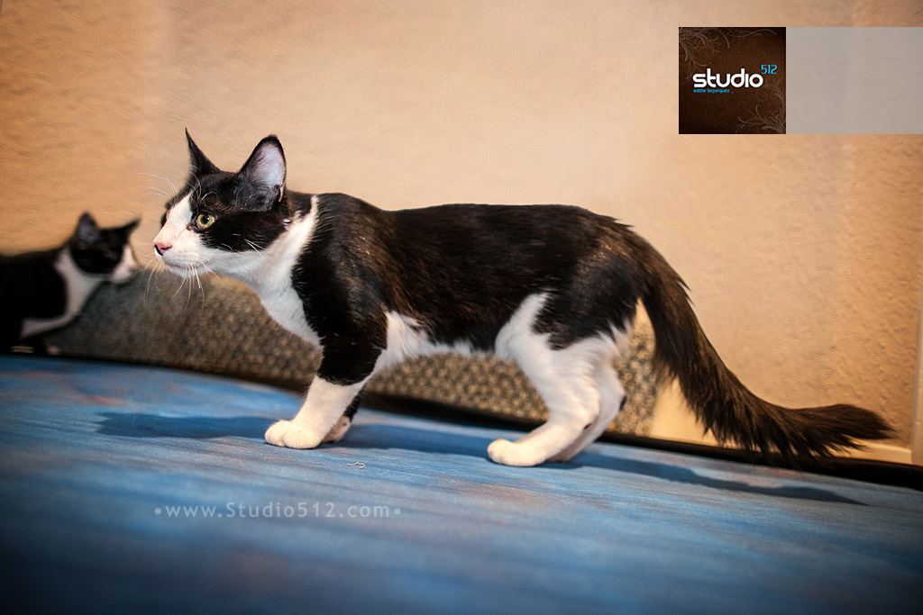 San-Diego-Pet-Photography-03-Shadow_Jax_21b